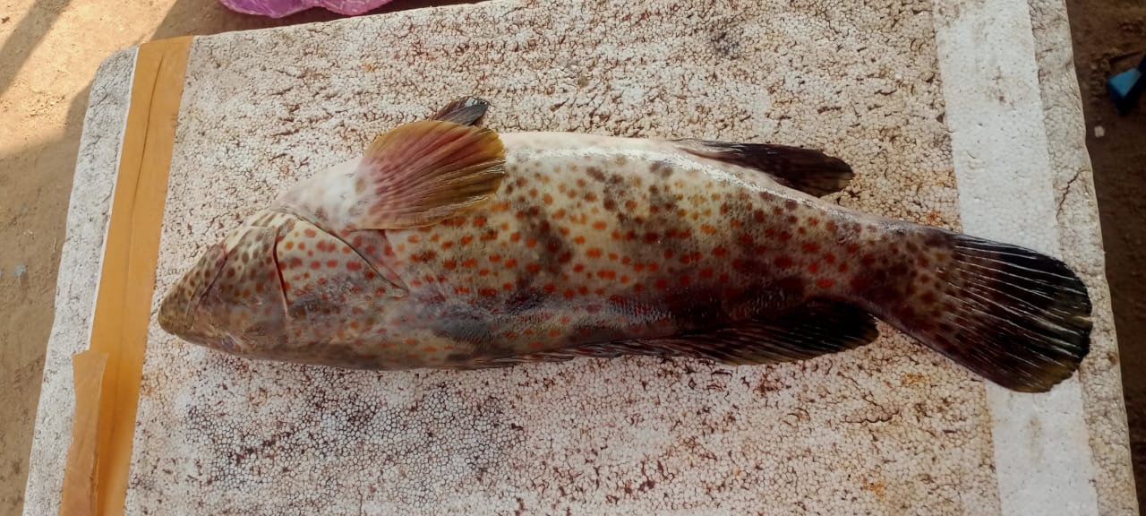 Barramundi (Korrameenu) Export Andhra Pradesh